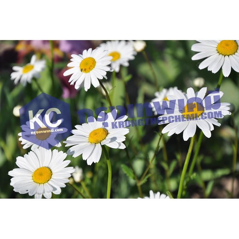 รีวิว Radish Extract / สารสกัดหัวไชเท้า เกรดเครื่องสำอางค์ (Cosmatic