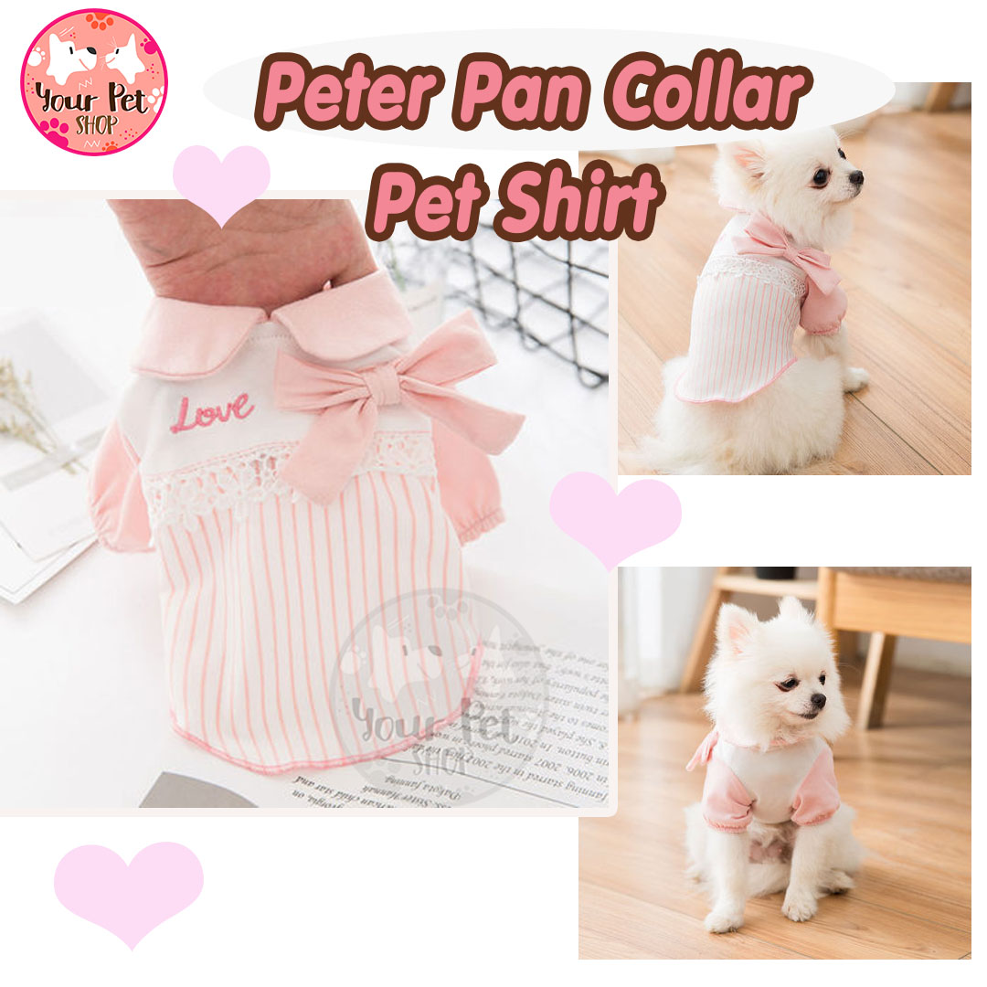 Peter Pan Pet Collar Shirt เสือหมาคอบัวสีชมพูแต่งโบว์น่าร๊ากก เสื้อหมา เสื้อแมว เสื้อสัตว์เลี้ยง เสื้อหมาน่ารัก