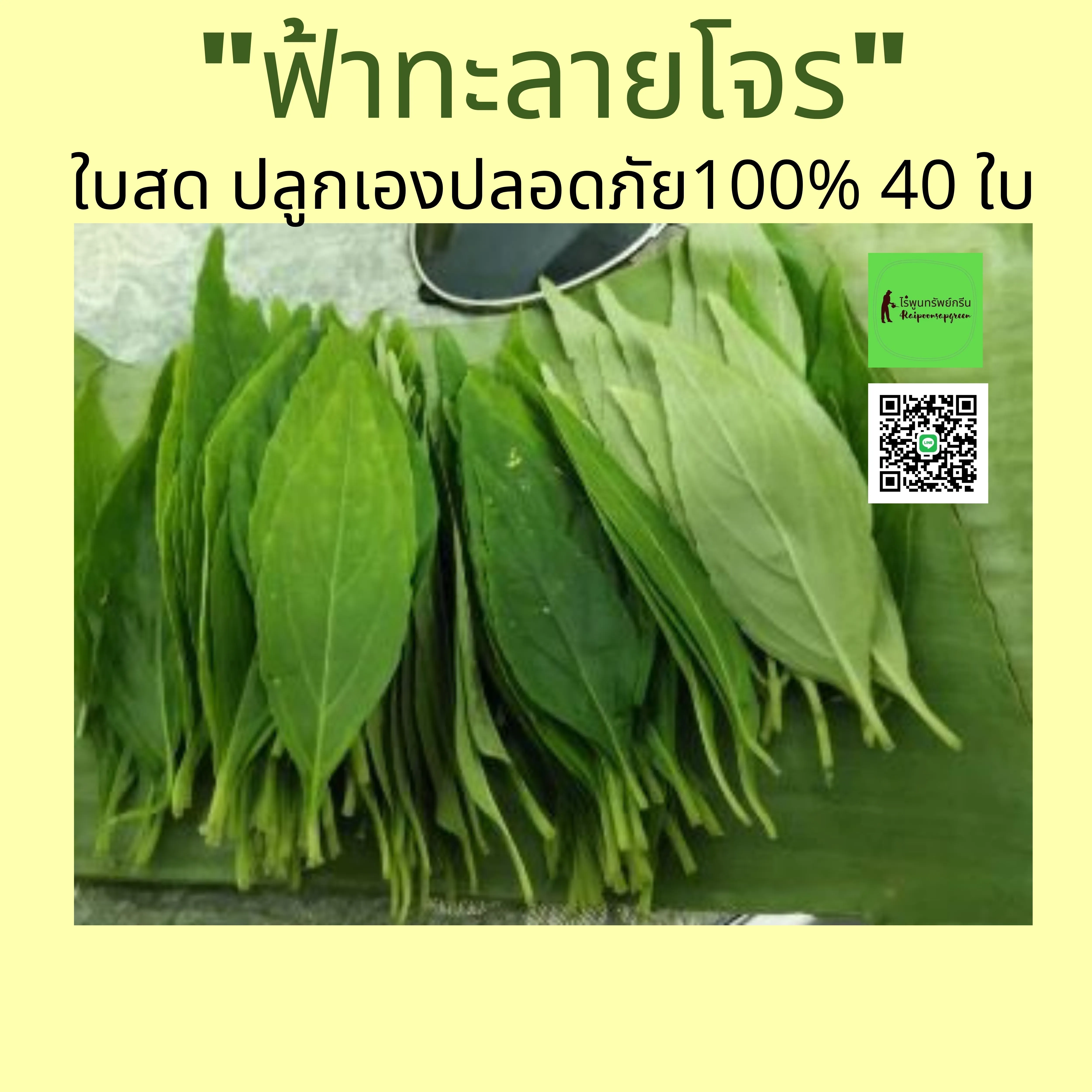 ฟ้าทะลายโจร ปลูกเองที่สวน ปลอดสารเคมี100%  (ใบสด) ชุดละ 40 ใบ ฟรี เก็บเงินปลายทาง