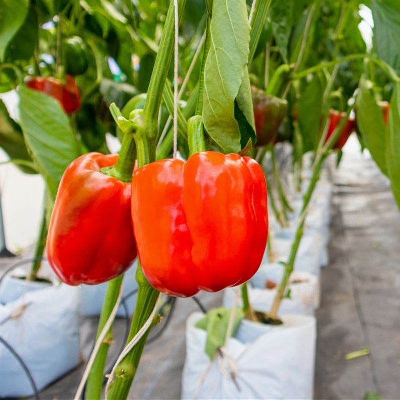 Benih Lada Benggala Merah Red Capsicum Lazada