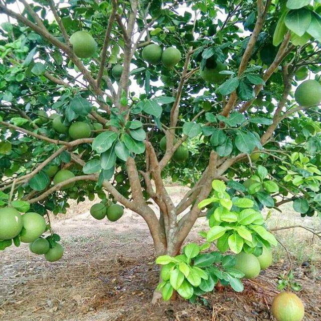 (Promotion+++) ต้นส้มโอทองดีเนื้อสีชมพู(ทาบกิ่ง)สูง80-100cm. ราคาถูก ต้นไม้ ฟอก อากาศ ต้นไม้ ปลูก ใน บ้าน ต้น บอน ไซ ต้นไม้ ปลูก ใน ห้อง นอน