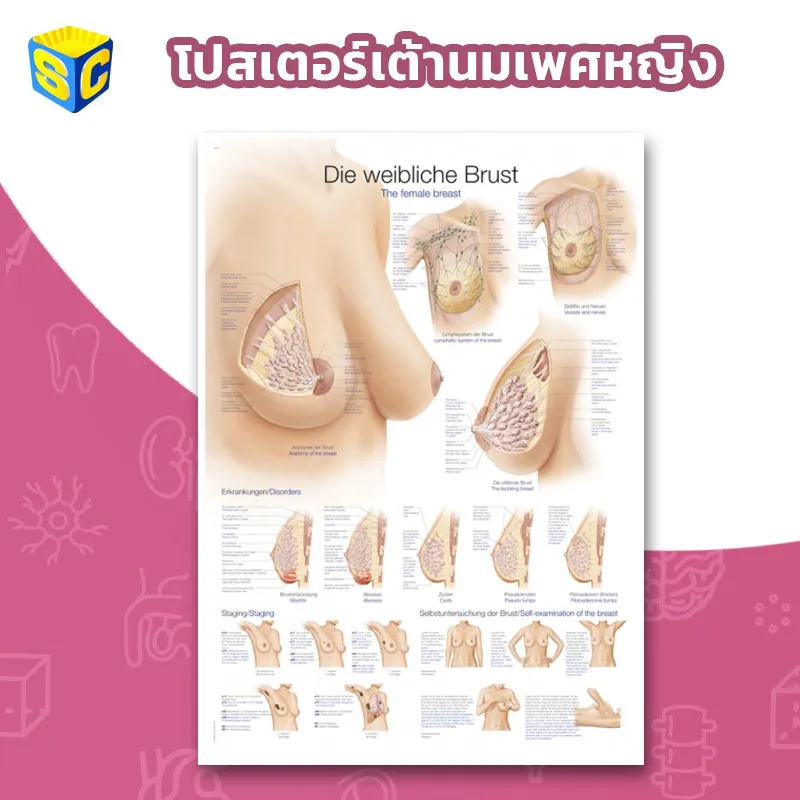 Best saller โปสเตอร์เต้านมเพศหญิง Breast anatomy poster อุปกรณ์วิทย์ ph meter กระดาษ ph เคมีภัณฑ์ อาหารเลี้ยงเชื้อจุลินทรีย์ beaker refractro meter PH test paper Mercury thermometer scitific intrument เครื่องแก้ว beaker หุ่นจำลอง centrifuge tube centrifug