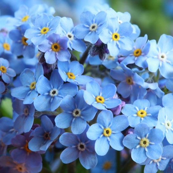 ดอก Me Not📌 ถูกที่สุด10บ.📌เมล็ดพันธุ์ฟอเกตมีนอต 20 เมล็ด💕งอกดี🌿