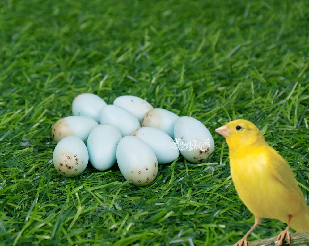 ไข่เทียม แก้ปัญหาลูกนกตายคารังก่อนโต สำหรับนกคีรีบูน (10 ฟอง)