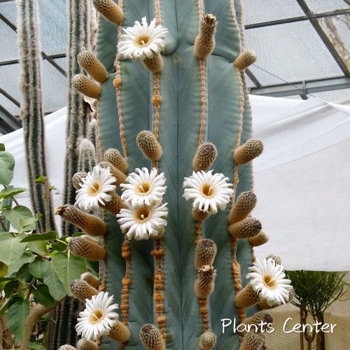 Best Seller กระบองเพชรไม้ลำ แคคตัส กระบองเพชร cactus Pachycereus pringlei 10-12cm xingfuzhu สินค้าคุณภาพดี