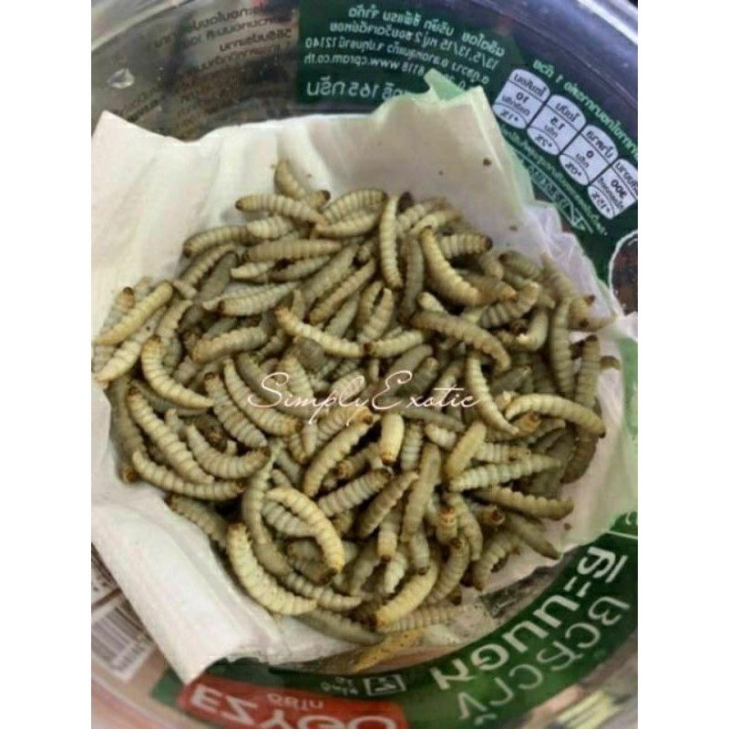 Waxworm หนอนแว ก หนอนแว กซ แว กเว ร ม หนอนน ำผ ง หนอนช การ กล องเล ก Lazada Co Th