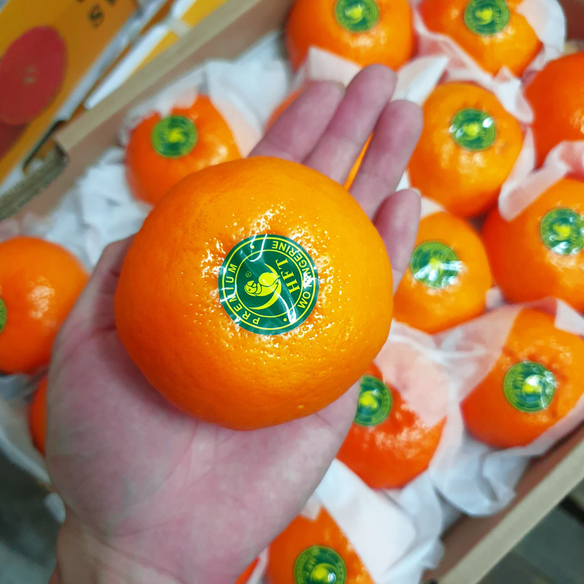 ส้มแมนดาริน ไต้หวัน Mandarin Orange (1แพค/ไซส์XL) (TAIWAN) ~ลดพิเศษ~ส่งฟรี~ ผลไม้นำเข้า ส้มไต้หวัน ตรานกเงือก YXG ส้มนกแก้ว ส้มตรานกแก้ว HFT Wo Tangerine Wogan  ยี่ห้อ ตรานกเงือก (7ลูก)