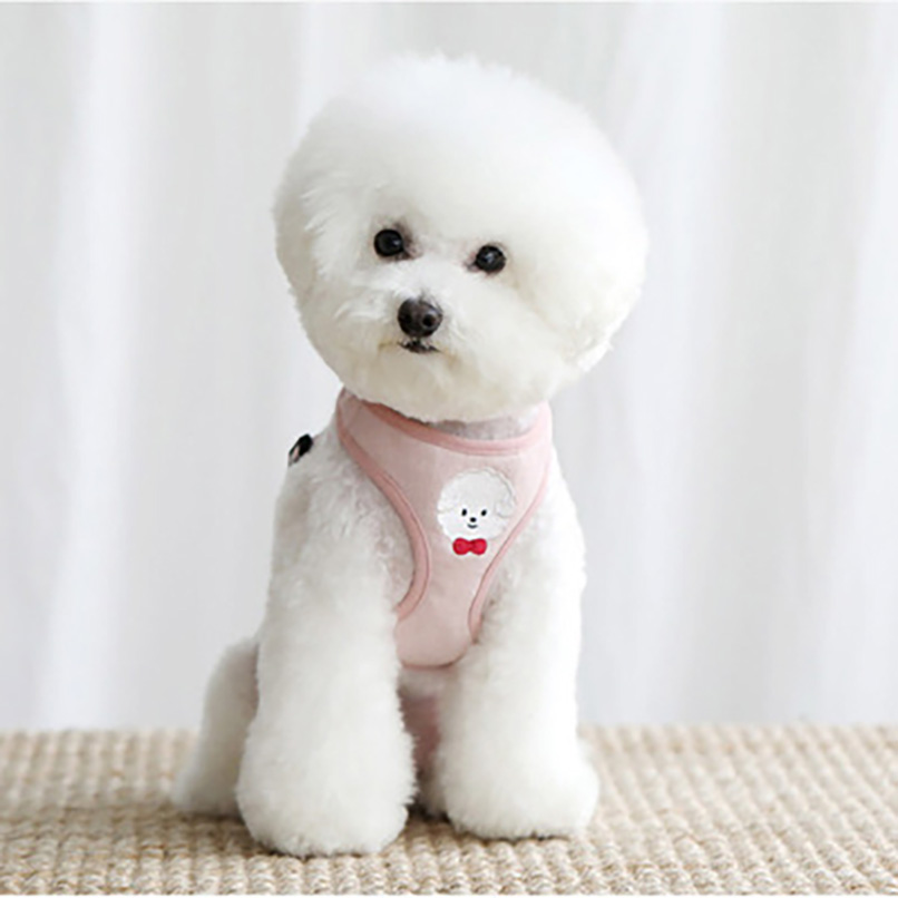 Teacup Dog Schnauzer Dog Pomeranian Puppy Teddy Poodle Puppy Lifestyle