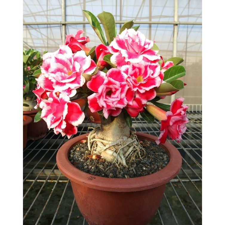 Hạt giống hoa sứ Thái kép nhiều màu (Hạt chuẩn)