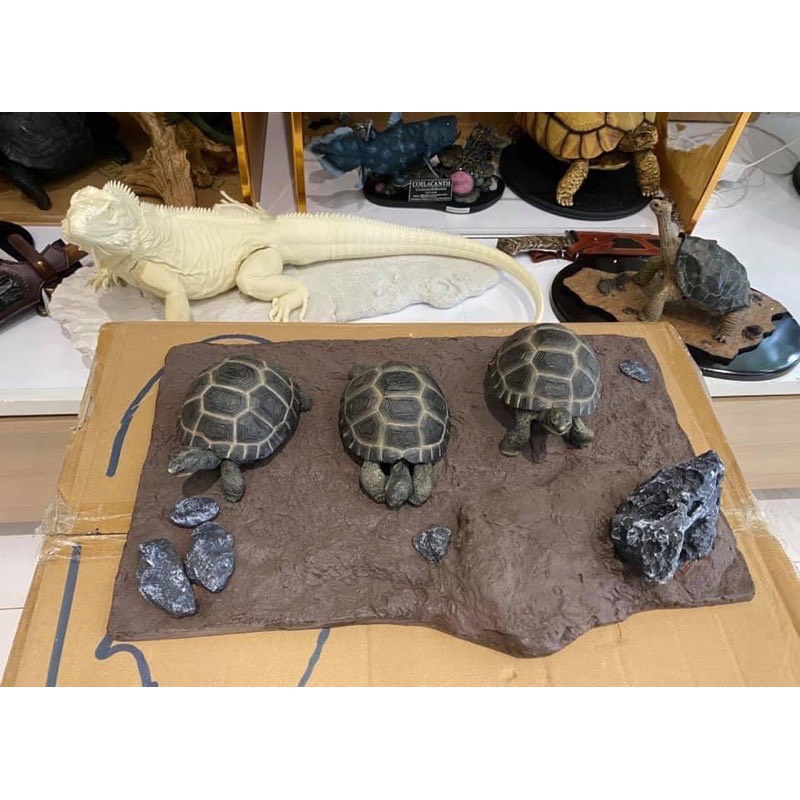 Galápagos tortoiseโมเดลเต่ากาลาปากอส​