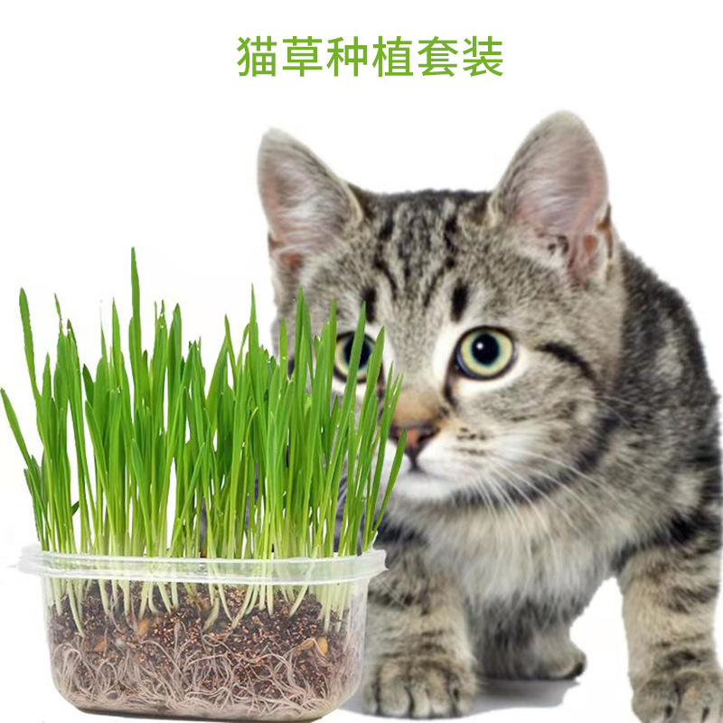 Deemar หญ้าแมวแบบกล่อง ครบชุดพร้อมปลูก ต้นอ่อนข้าวสาลี หญ้าเเมว  สำหรับสัตว์เลี้ยง หญ้าแมว YC209