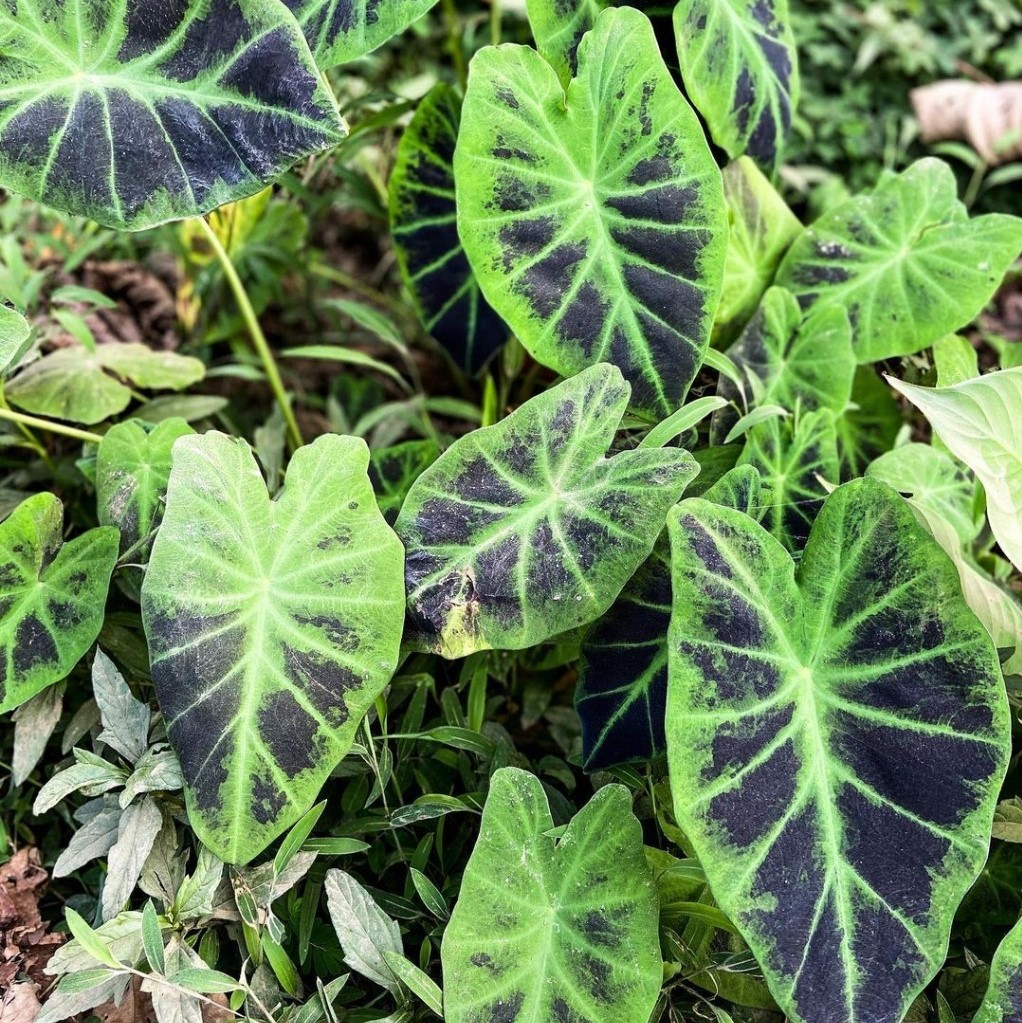 Colocasia Black Beauty บอนใบลายดำดุๆ เรียวๆ มนต์เสน่ห์สุดๆ สวยเด่น โตไว ...