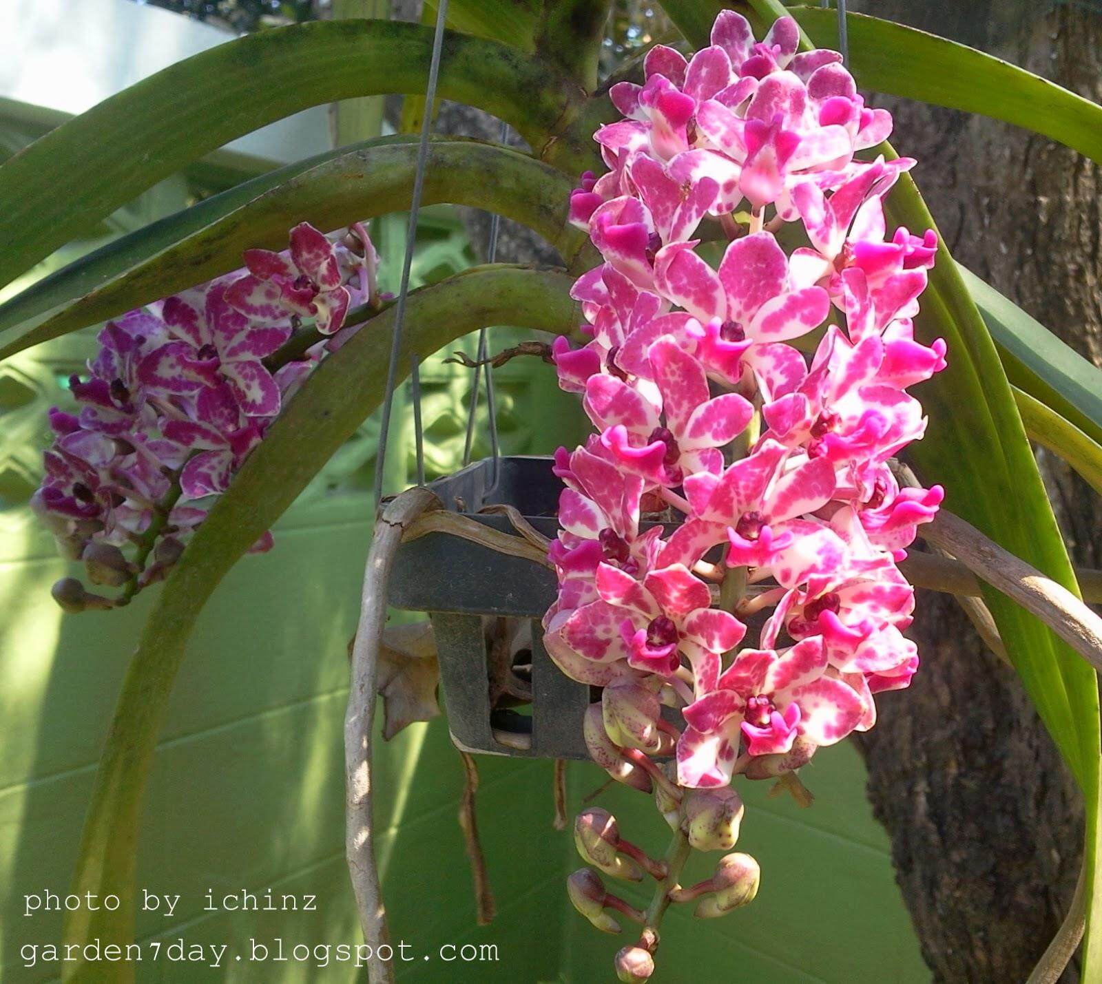 ต้นกล้วยไม้สกุลช้าง กล้วยไม้ช้างพลาย เป็นกล้วยไม้พันธุ์แท้ให้ดอกเป็นช่อกระจะ ออกดอกช่วงต้นปี เลี้ยงง่าย Thai orchids ขนาดกระถาง 2 นิ้ว ต้นไม้แข็งแรง ทุกต้น เรารับประกันจัดส่งห่ออย่างดี สี 6 ต้น