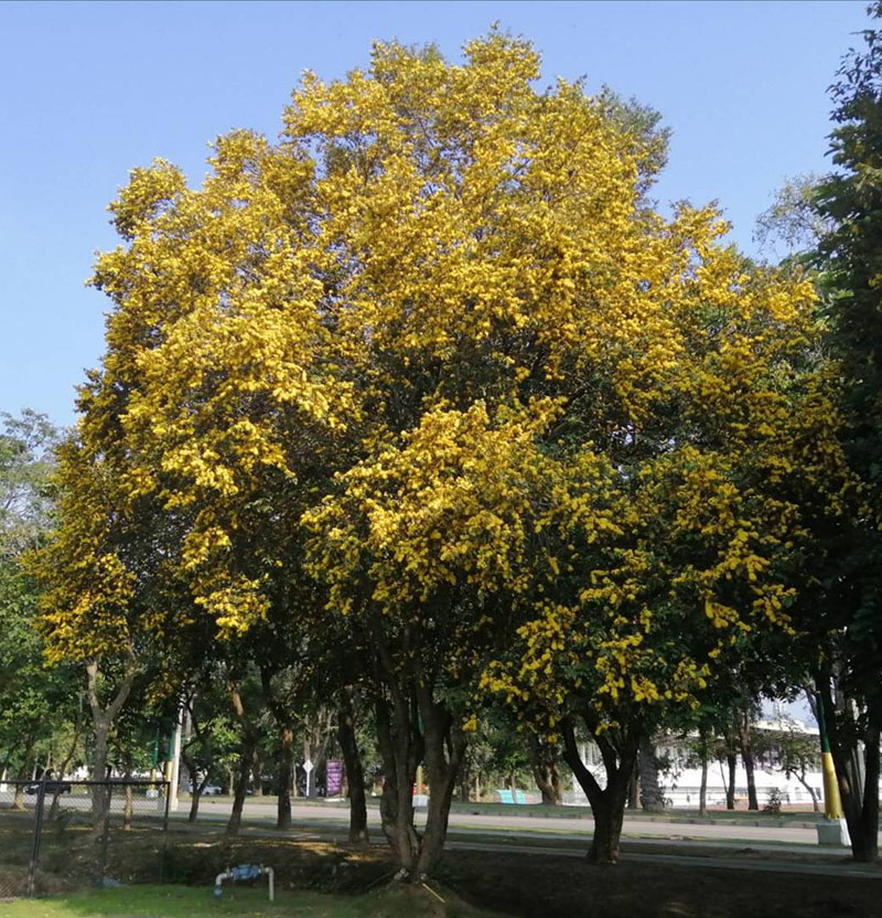 My Image 3