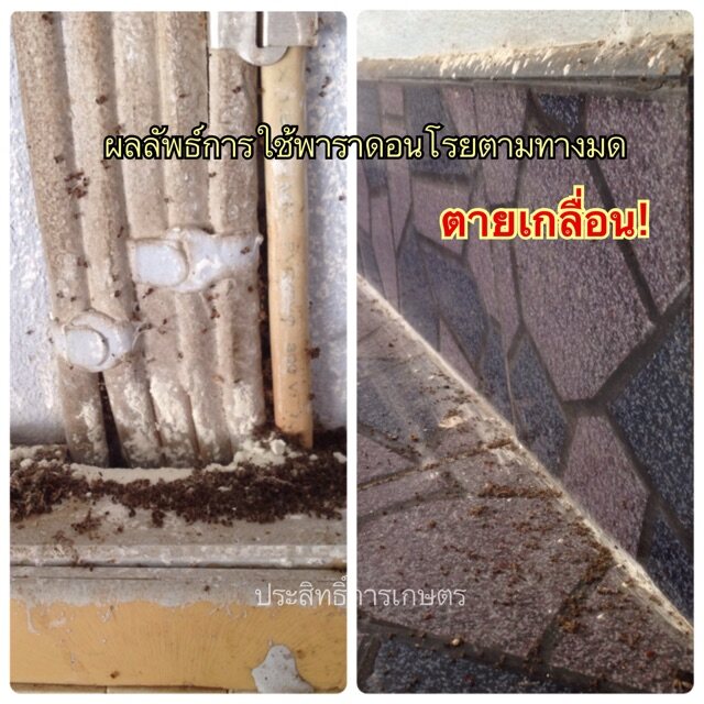 พาราดอน ยาเบื่อปู ยาฆ่ามด ฆ่าปลวก ฆ่าแมลงสาบ ฆ่าแมลงคลาน - Apshop_Utt -  Thaipick