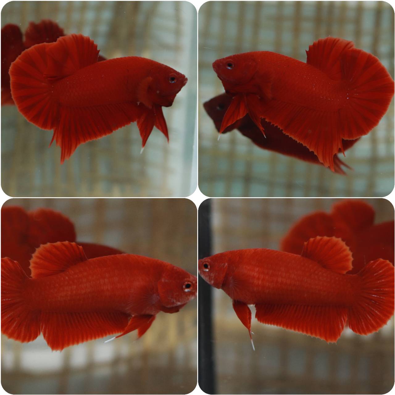 ซุปเปอร์เรด สีแดง ปลา-กัด แพ็คคู่ ผู้ชาย-ผู้หญิง (ภาพตัวอย่าง)​