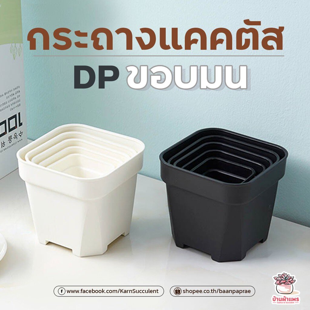 กระถางแคคตัส DP ขอบมน กระถางไม้อวบน้ำ กระถางพลาสติก กระถางสี่เหลี่ยม