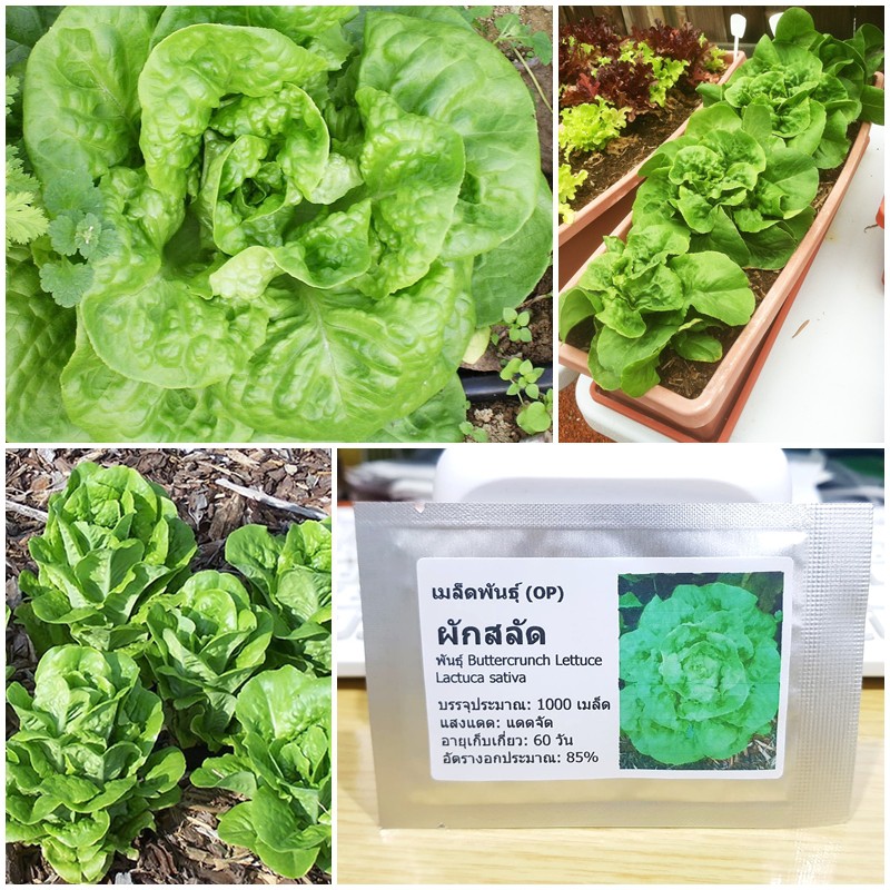 (Promotion+++) เมล็ดพันธุ์ ผักสลัด บัตเตอร์คลั้น (Buttercrunch Lettuce Seed) บรรจุ 1000 เมล็ด คุณภาพดี ถูก ของแท้ 100% ราคาถูก ต้นไม้ ฟอก อากาศ ต้นไม้ ปลูก ใน บ้าน ต้น บอน ไซ ต้นไม้ ปลูก ใน ห้อง นอน