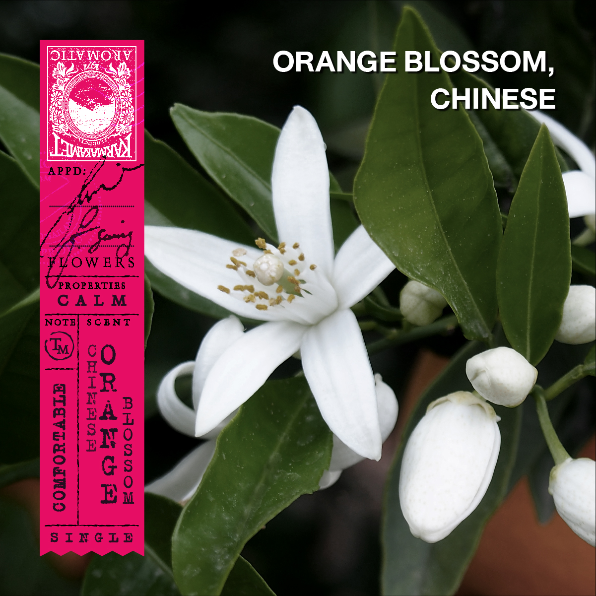 KARMAKAMET Original Room Perfume Diffuser / Single คามาคาเมต ก้านไม้หอมกระจายกลิ่น น้ำหอมบ้าน ก้านไม้หอม น้ำหอมปรับอากาศ บ้านหอม  กลิ่น Chinese Orange Blossomปริมาณ (มล.) 200