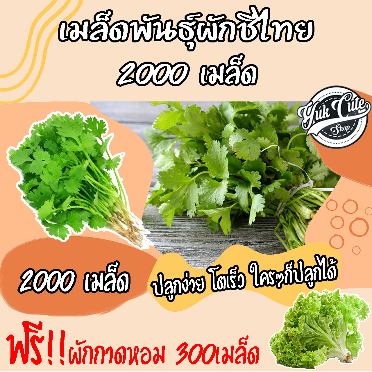 (แถมเมล็ดผักสลัด) เมล็ดพันธุ์ผักชีไทย 2000 เมล็ด อัตราการงอก 80% ผักชี เมล็ดผีกชี เมล็ดผัก ผักสวนครัว เมล็ดพืช พันธุ์พืช เมล็ดผักสวนครัว