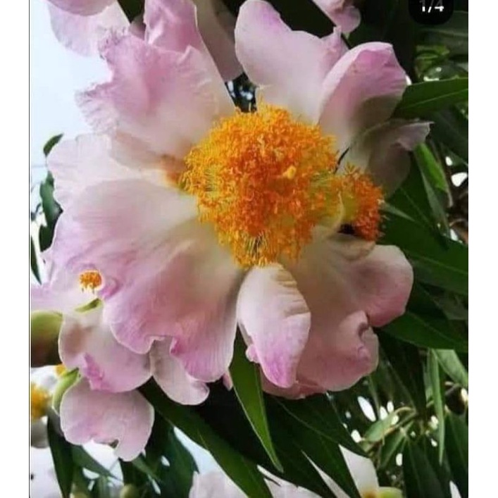 My Image 15