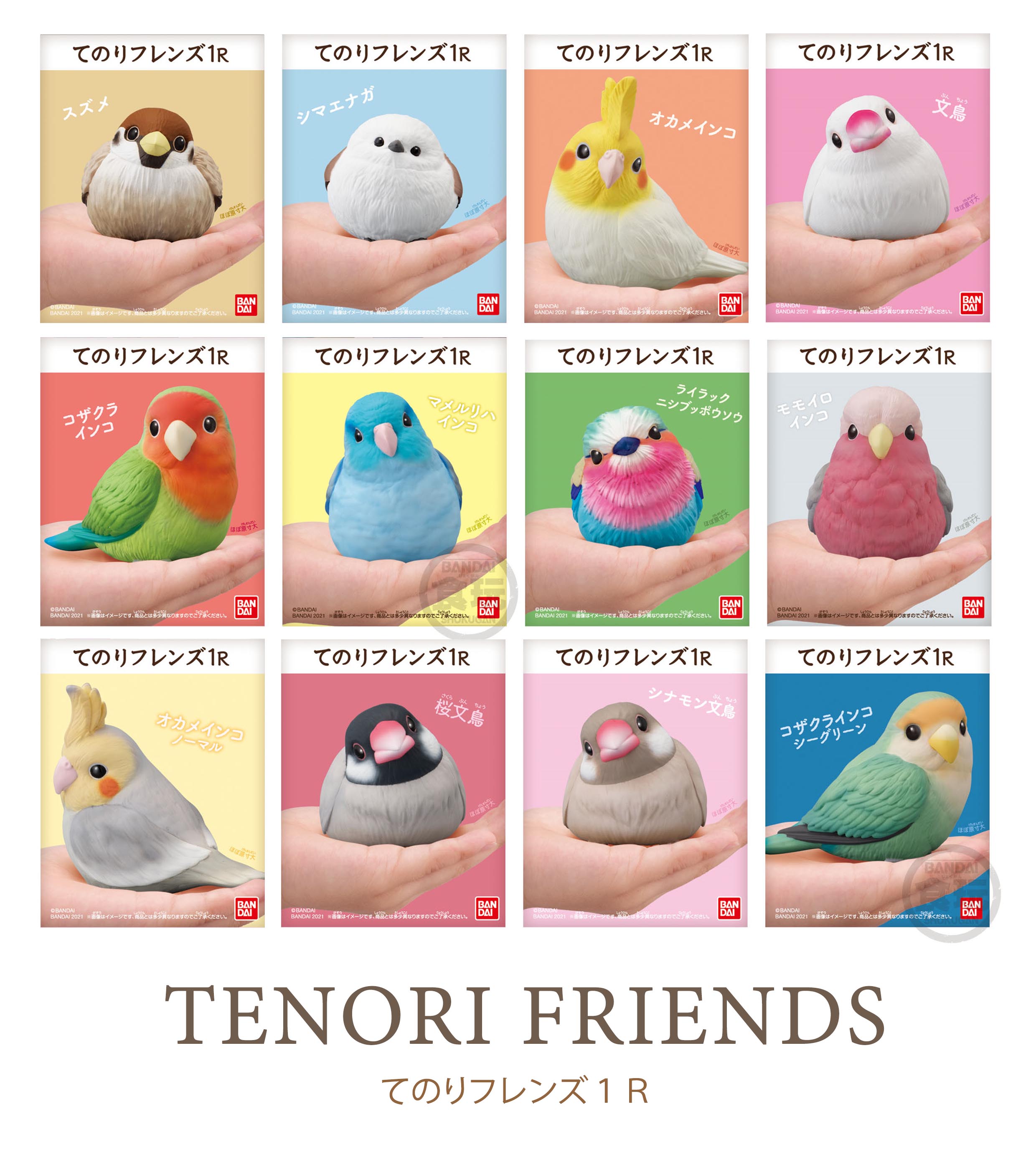 Bandai Tenori Friends 1R โมเดลสัตว์ โมเดลนก สมจริง น่ารัก Bird Model Figure ลิขสิทธิ์แท้ โมเดล ตกแต่ง Forpus ฟอพัส