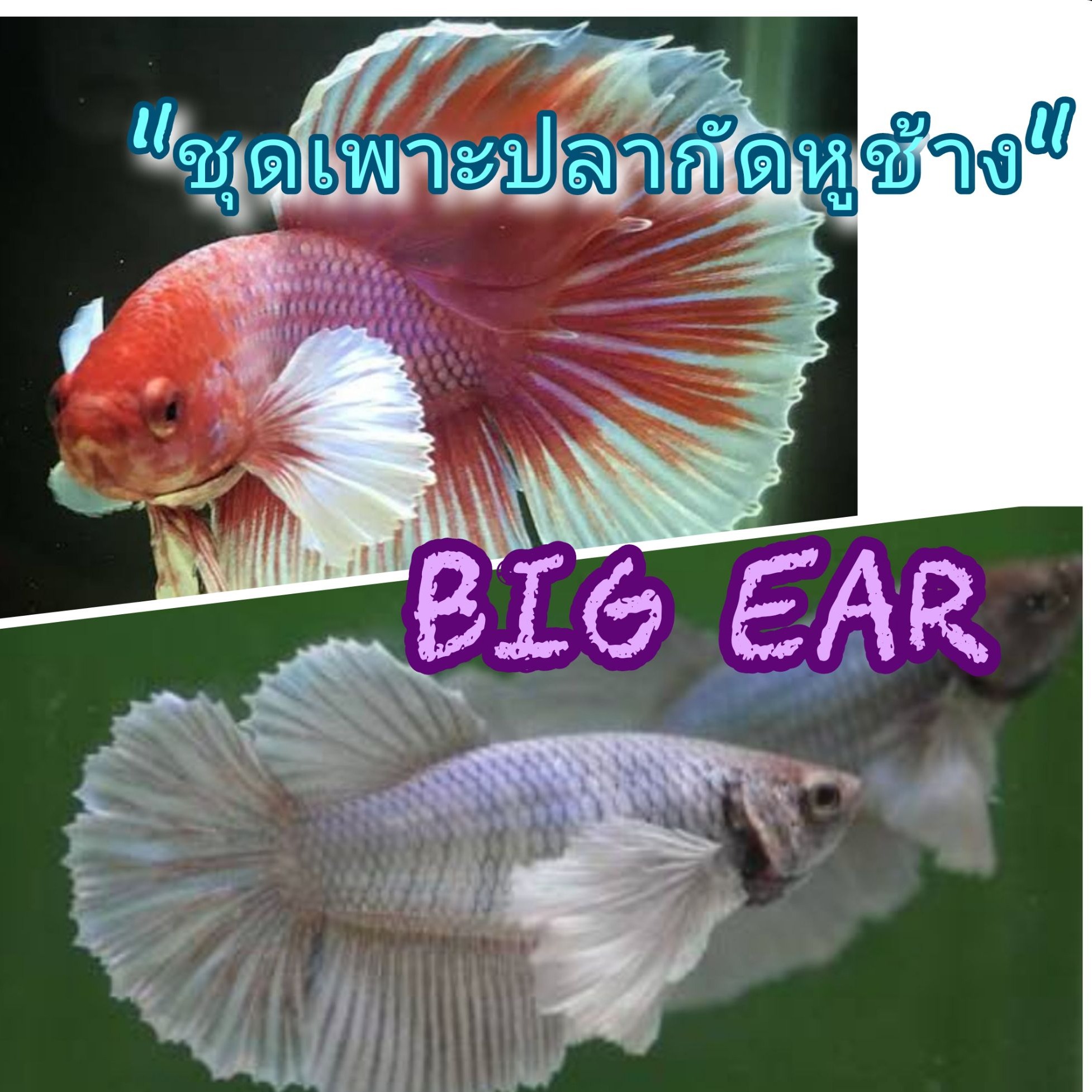 ชุดเพาะกัดหูใหญ่ (Big Ear female and male) ส่งไว รับประกันความเสียหาย100% by AquaticGo