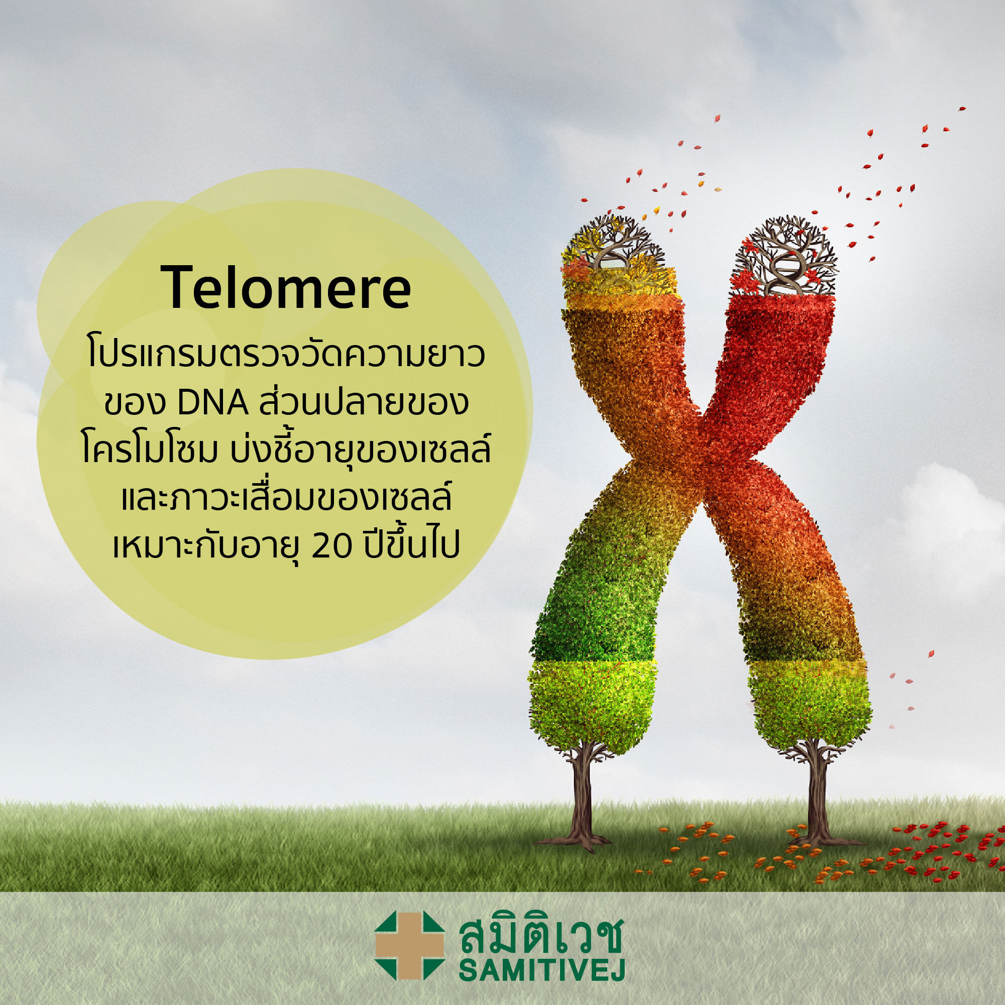 Telomere - โปรแกรมตรวจวัดความยาวของ DNA ส่วนปลายของโครโมโซม - สมิติเวชศรีนครินทร์