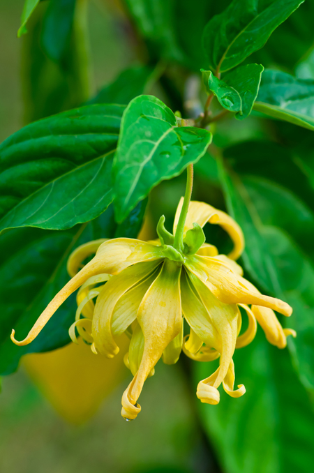 ต้นกระดังงา (กิ่งตอน) ดอกสีเหลือง หอม ออกดอกตลอดปี ขนาดต้นสูงประมาณ 70-80 cm. (1ต้น/แพค)