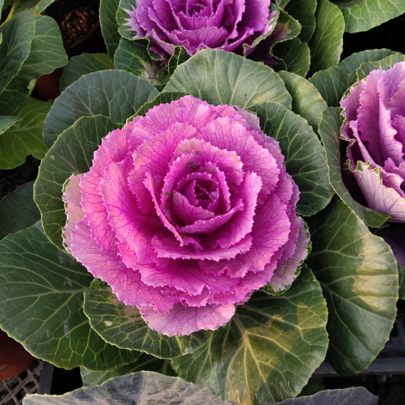 (100เมล็ด/คละสี) เมล็ดพันธุ์ ผักคะน้า Ornamental Kale Flower Seed