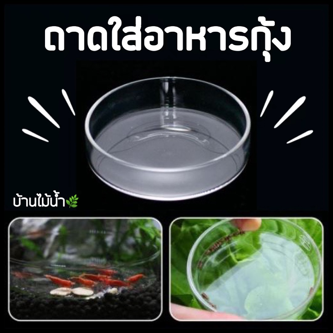 ถาดใส่อาหารกุ้ง จานใส่อาหารกุ้ง | บ้านไม้น้ำ🌿