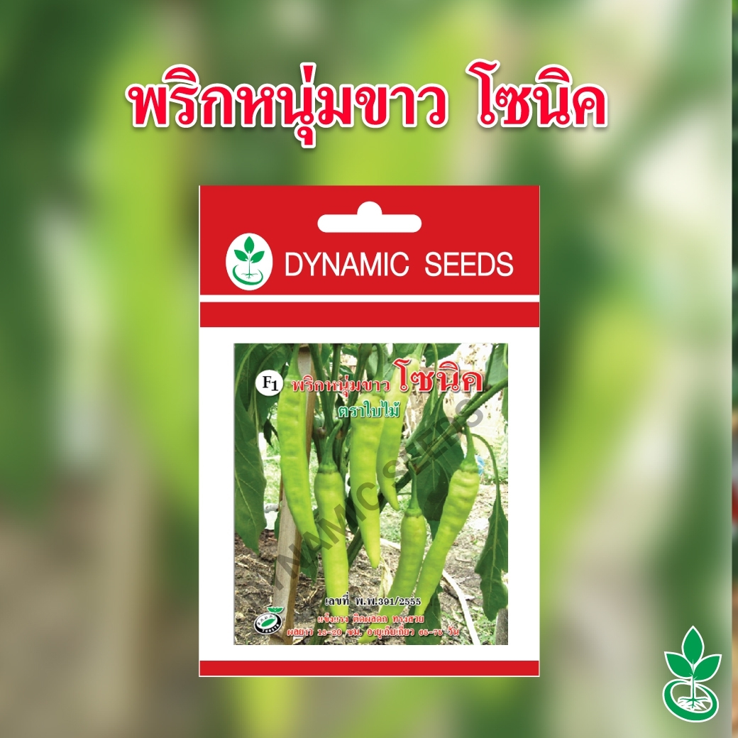 เมล็ดพันธุ์พริกหนุ่มขาว ลูกผสม โซนิค ขนาด 50 กรัม 1 กระป๋อง จาก ไดนามิค