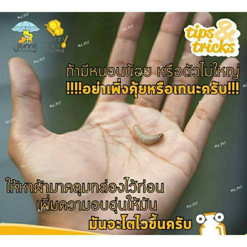 Waxworm หนอนแว ก หนอนแว กซ แว กเว ร ม หนอนน ำผ ง หนอนช การ กล องเล ก Lazada Co Th