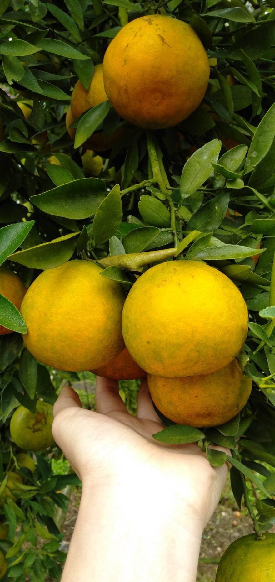ส้มสายน้ำผึ้ง คัดพิเศษ สดจากไร่ หวานฉ่ำ ไร้สารแวก ไม่ทำให้รสชาติเปลี่ยน รับประกันความสดใหม่ กล่อง 5 กิโล Size เบอร์ 4