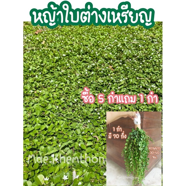 My Image 11