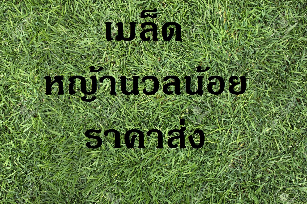 เมล็ดหญ้านวลน้อย 500 กรัม ราคาพิเศษ Manila Grass Lazada.co.th