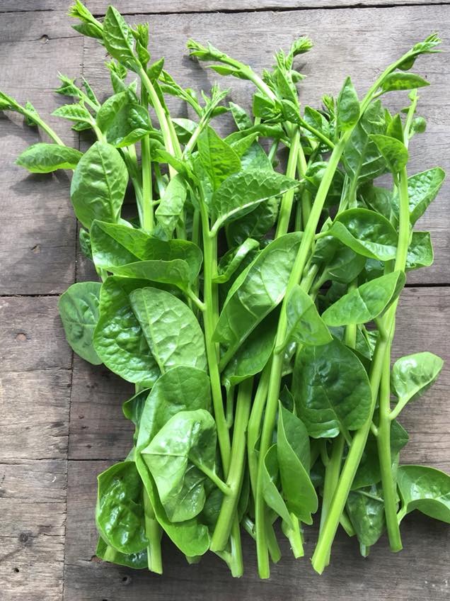 เมล็ดพันธุ์ เมล็ดผักปรัง ผักปลัง ผักปัง ผักปลังเขียว 300 เมล็ด (10 แถม 1 คละได้ ) | Lazada.co.th