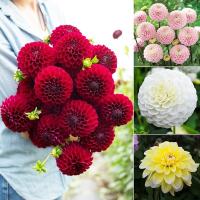 200ชิ้น/ถุงผสมดอกรักดอกไม้บอนไซผสมสีดอกรักเร่ดอกไม้จีนดอกโบตั๋นบ้านสวนกระถางต้นไม้ (ดอกไม้ตกแต่งผักผลไม้สวน Deco ดอกไม้สวน-สำหรับดอกไม้และสมุนไพร))