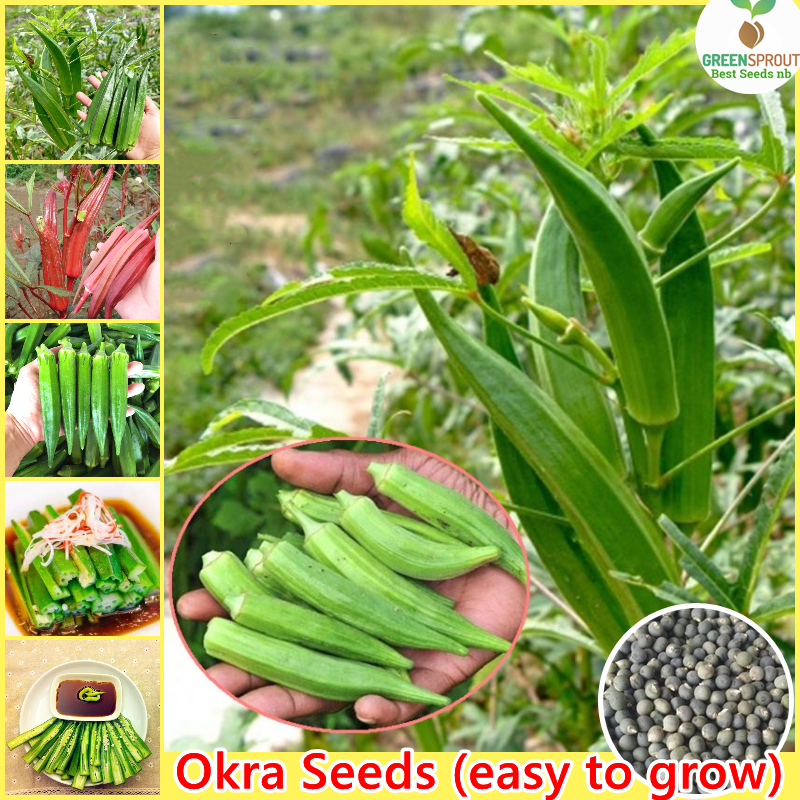 Easy to grow丨Okra Seeds for Planting (Smooth Okra, Green/Red, Hybrid