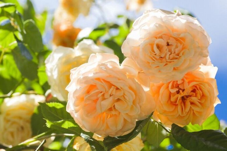 English Rose (M-1016) main image 1