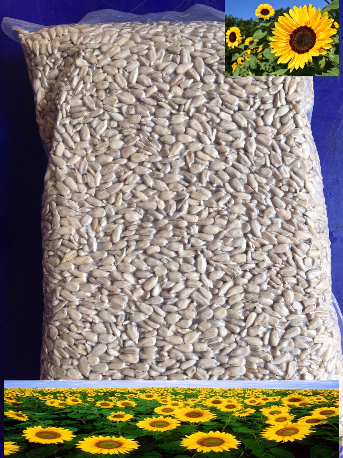 เมล็ดทานตะวันดิบ 1 kg (Sunflower seed)