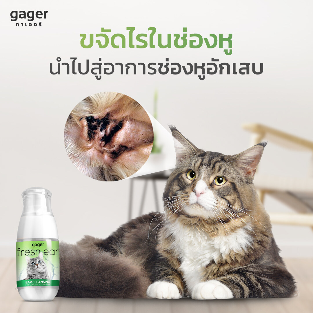 Gager น้ำยาเช็ดหู โลชั่นทำความสะอาดหู สำหรับแมว ช่วยลดกลิ่นและทำให้หูหอม ป้องกันไรหู 50ml. (1ขวด)