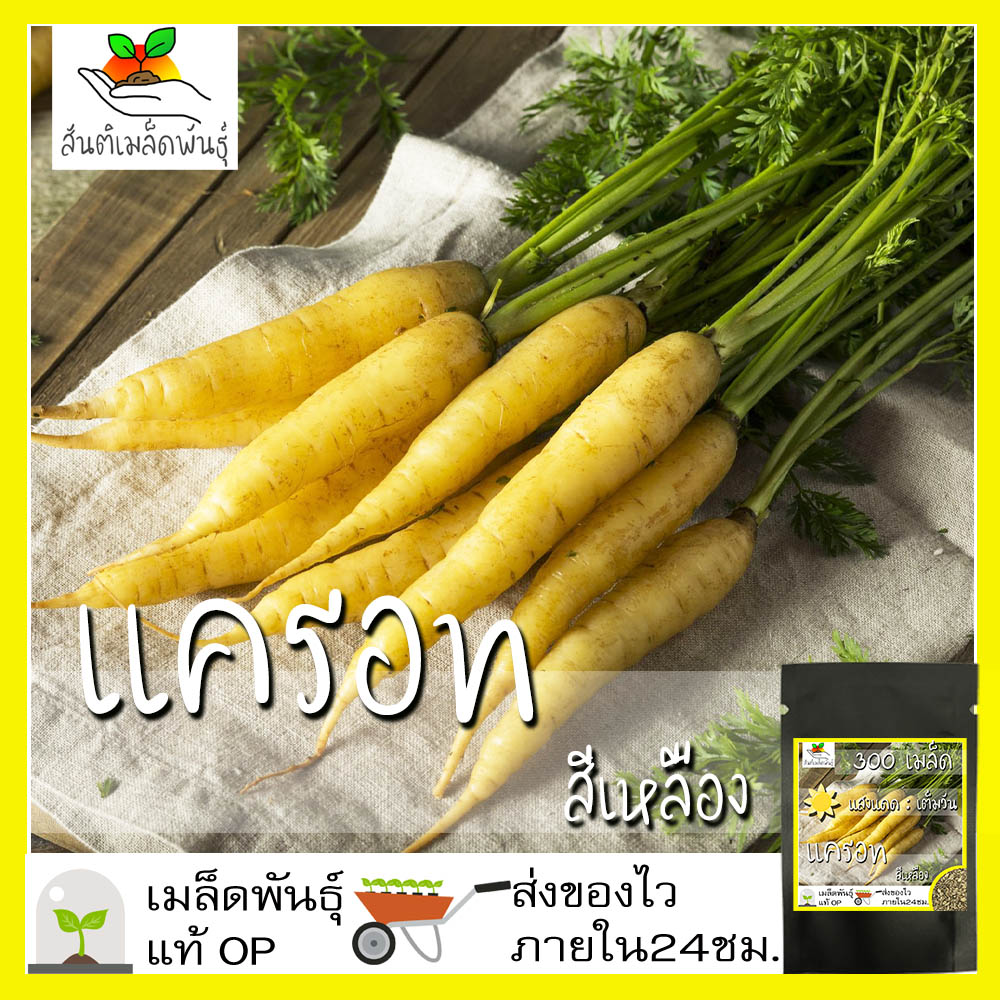 เมล็ดพันธุ์ แครอท สีเหลือง 300 เมล็ด Solar Yellow Carrot seed เมล็ด