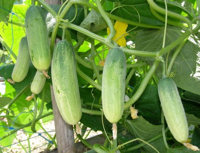 เมล็ดพันธุ์ แตงกวา ไทย Thai Cucumber 200 Seeds ธัญพืช คุณภาพ 200 เมล็ด Baan Yahorm Thaipick