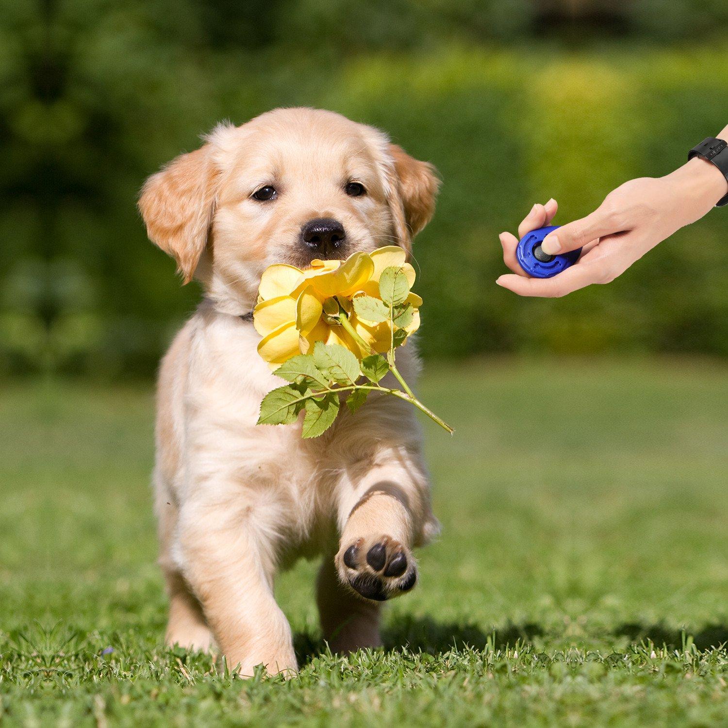 Dog Clicker คลิกเกอร์ฝึกสุนัข อุปกรณ์สำหรับฝึกสุนัข ของเล่นสุนัข พร้อมสายคล้องมือ ขนาด 4x6 ซม. (สีดำ
