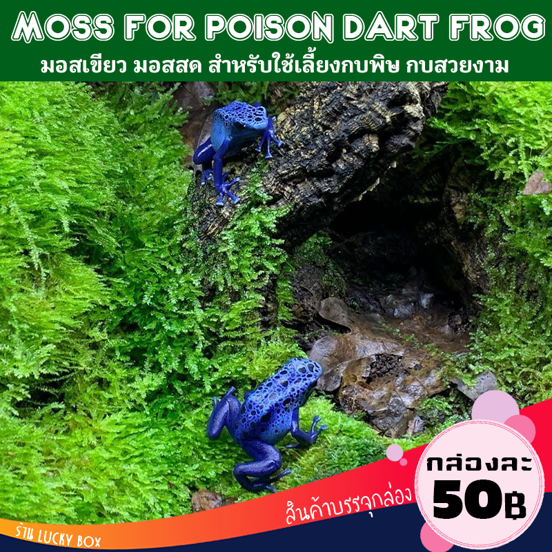 Vivarium Exotic pet ชวามอส มอสสด มอสเขียวสำหรับเลี้ยงกบ มอสเลี้ยงกบ moss For Poison Dart Frog