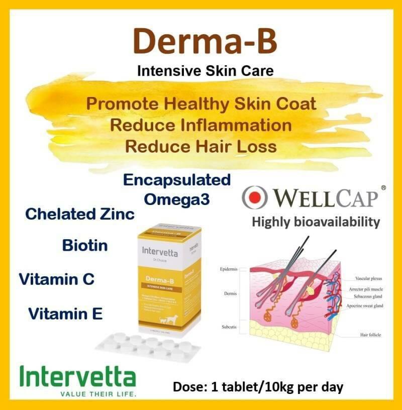 โปรโมชั่น Dr.choice DermaB 100 tablets บำรุงผิวหนังและขนสุนัขและแมว