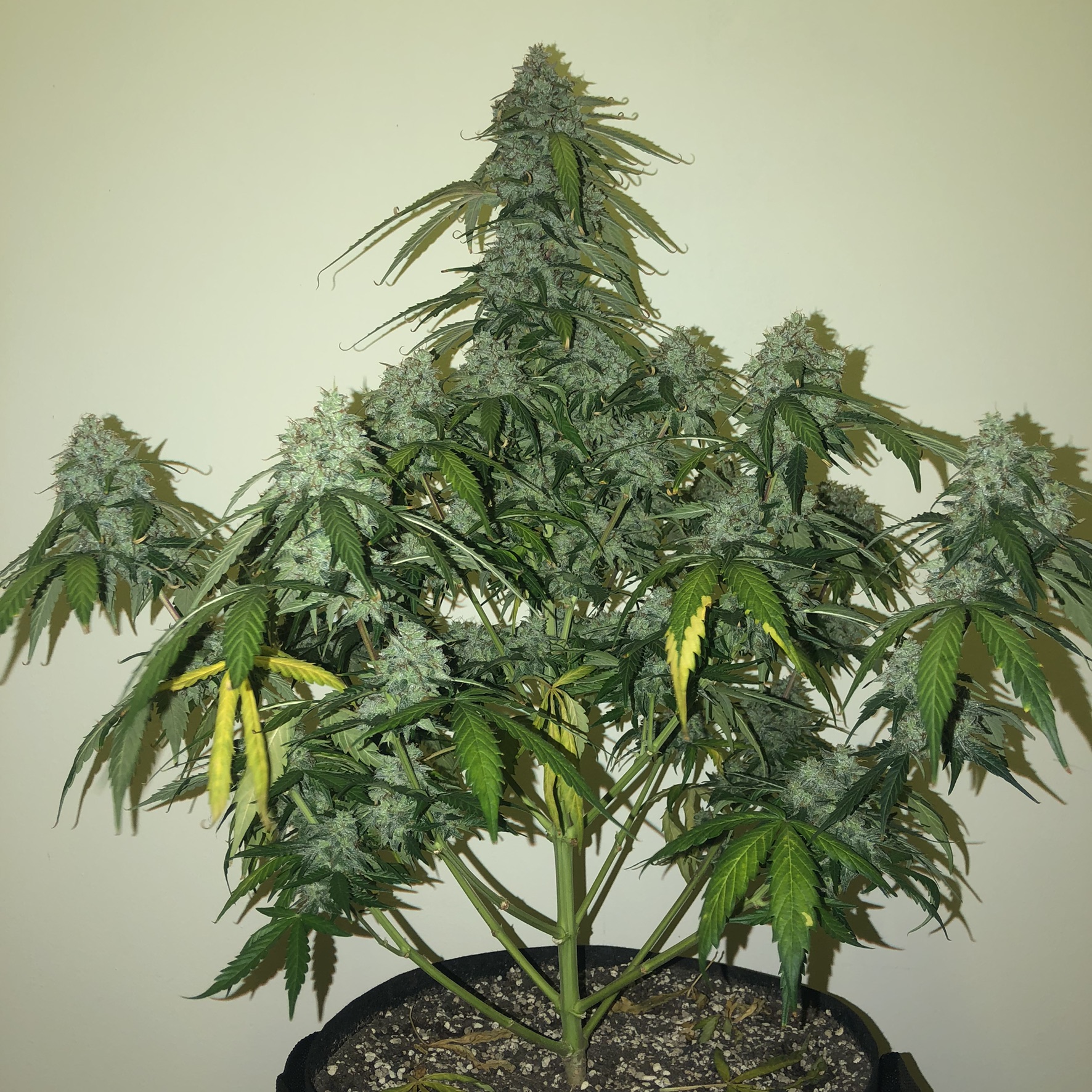 400g Bud Power บำรุงดอก เร่งโต เร่งกลิ่น เร่งสี เพิ่มผลผลิต ออแกร์นิค 100%