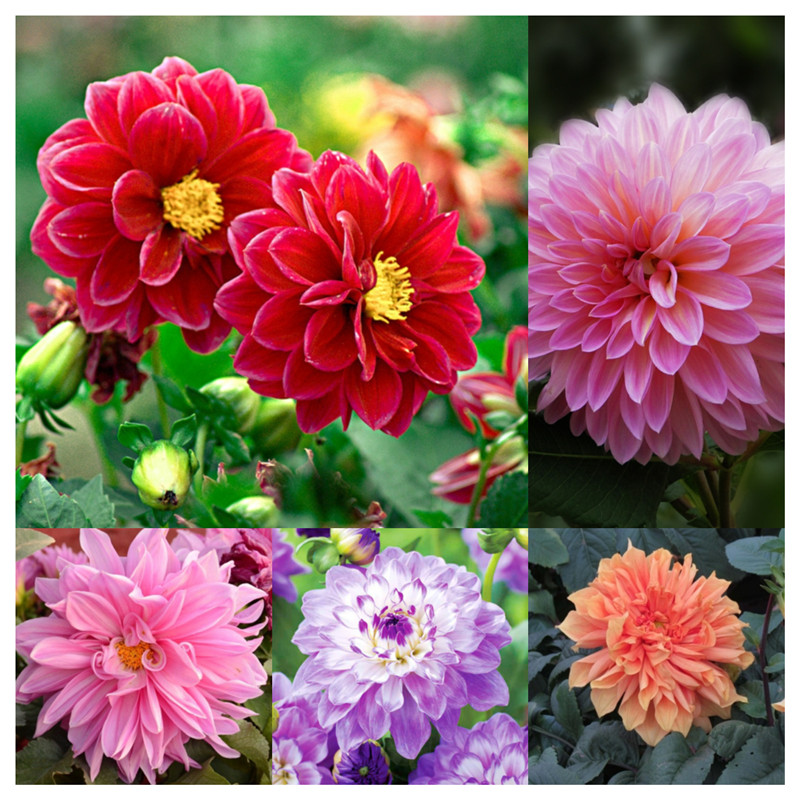 200 ชิ้น เมล็ดพันธุ์ ดอกรักเร่คละสี (Dahlia Flower Mix Seed)ของแท้ 100