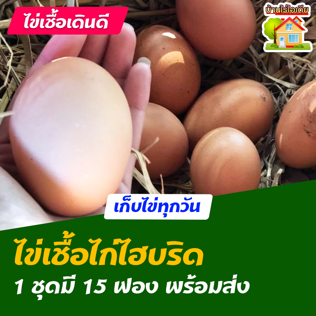 ไข่เชื้อไก่ไฮบริด สำหรับการฟัก 15 ฟอง